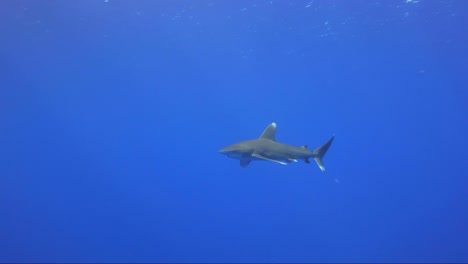Tiburón-Oceánico-De-Punta-Blanca-Longimanus-Nada-Hacia-Y-Pasa-La-Cámara-En-El-Agua-Azul-Tropical