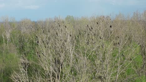 Birds-in-Tommy-Thompson-park-in-Toronto,-Ontario,-Canada