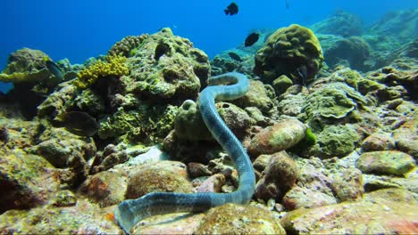 Sigue-A-Una-Serpiente-De-Mar-Con-Bandas-Gigantes-Krait-Por-El-Arrecife-De-Coral-Tropical