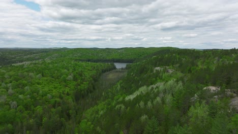 flying-alongside-the-lookout-ridge-in-Algonquin-provincial-park