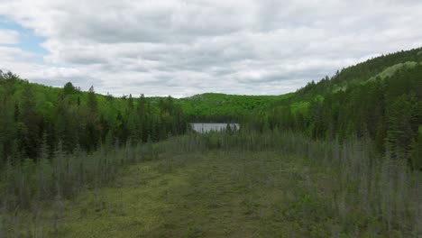 flying-over-swamp-in-Algonquin-provincial-park,-drone-descends