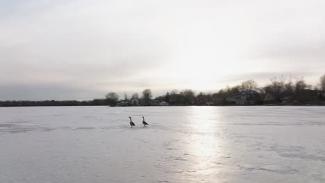 Frozen-Canadina-lake-Wilcox-near-Toronto-in-the-early-spring,-Drone-following-the-geese