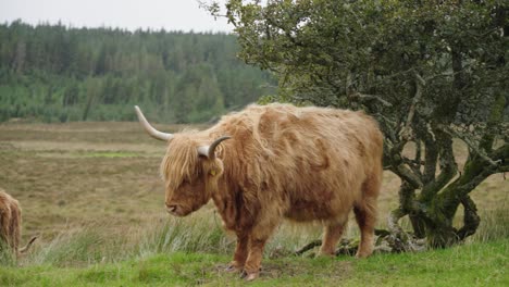 Ganado-Highland-En-Escocia-Posando-Para-La-Cámara