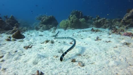 Banded-sea-snake-krait-swims-above-the-sand-in-tropical-blue-water