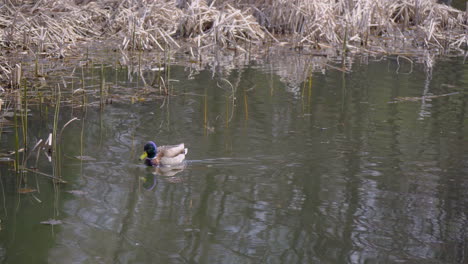 duck-swimming-in-a-lake