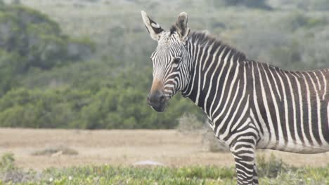 Medium-shot-of-mountain-zebra