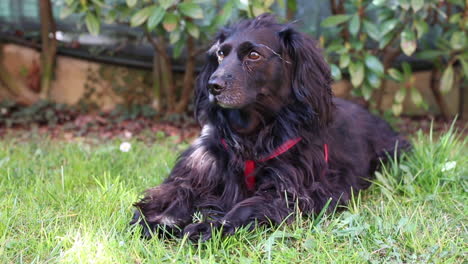 Schwarzer-Hund-Liegt-Im-Hausgarten-Auf-Dem-Gras-Und-Schaut-Sich-Um