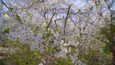 close-up-of-branches-covered-with-flowering-colors
