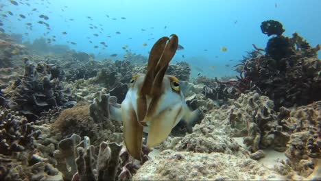 Tintenfischbaby-ändert-Seine-Farbe-Und-Schwimmt-Vom-Wunderschönen-Korallenriff-Weg