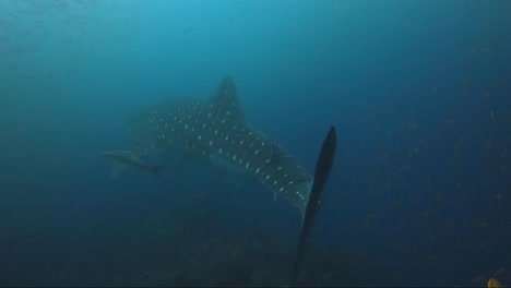 Whaleshark-swims-away-with-a-halo-of-fish-around