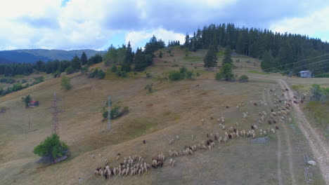 a-flock-of-sheep-has-gone-to-grazing