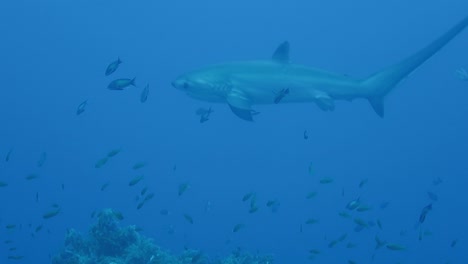 Thresher-shark-swims-past-close-up