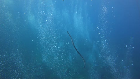 Sea-snake-swims-up-through-divers-bubbles-towards-the-sunshine-and-the-surface