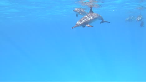 Delfine-Schwimmen-In-Der-Nähe,-Während-Sie-Im-Kristallklaren-Blauen-Wasser-An-Der-Oberfläche-Atmen