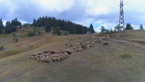 a-flock-of-sheep-has-gone-to-grazing