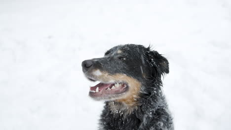 Adorable-Perro-Pastor-Sentado-En-La-Nieve-Se-Distrae