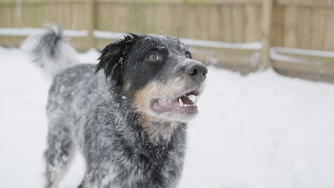 Close-Up-of-Adorable-Herding-Dog-Standing-in-Snow