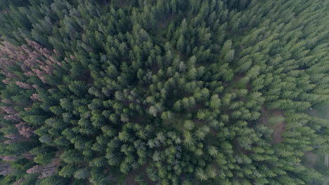 AERIAL:-Flying-over-a-pine-forest