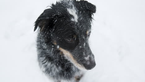 Adorable-Herding-Dog-Sitting-in-Snow-Gets-Distracted-and-Runs-Off