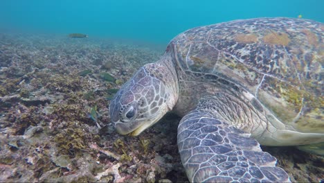Schildkröte,-Die-Korallen-In-Den-Untiefen-Mit-Tropischen-Fischen-Frisst
