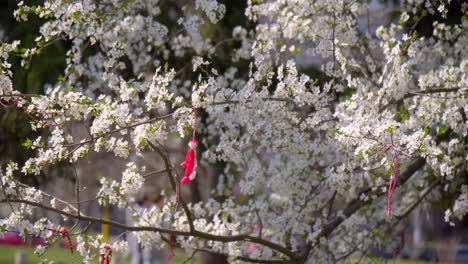 Ein-Blühender-Baum-Mit-Weißen-Blumen-Und-Einem-Martenitsa-behang
