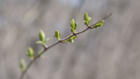 Close-Up-of-Tree-Buds-in-Spring