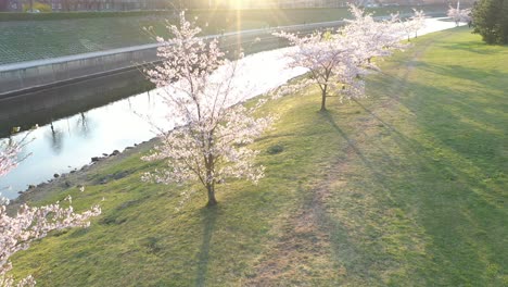 Schöner-Kirschblüten-sakura-park-Im-Inselpark-Kaunas-Nemunas