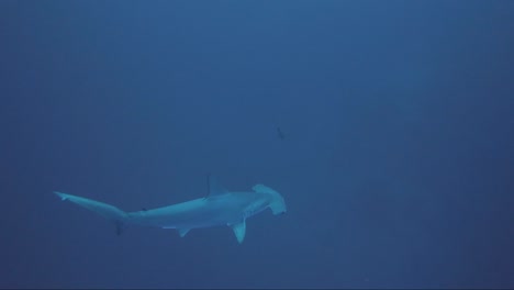 Hammerhead-shark-swims-close-then-away-into-blue