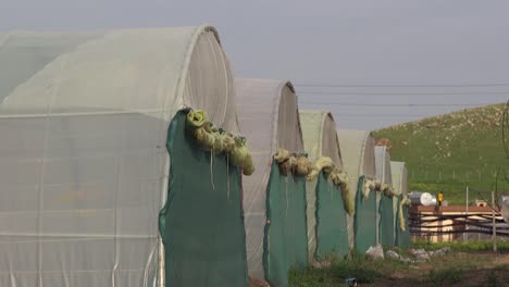 Agricultural-in-greenhouses-and-drip-irrigation