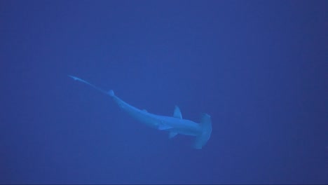Hammerhead-shark-swims-below-and-then-away-to-the-light