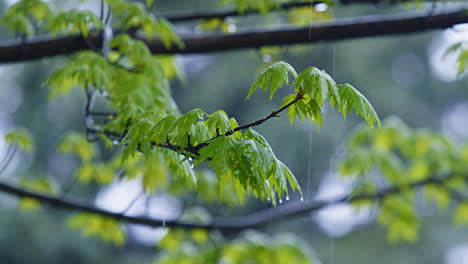Ständiger-Regen-Fällt-Auf-Äste-Mit-Blättern---Echtzeit