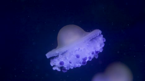 Jellyfish-swimming-in-water-in-an-aquarium