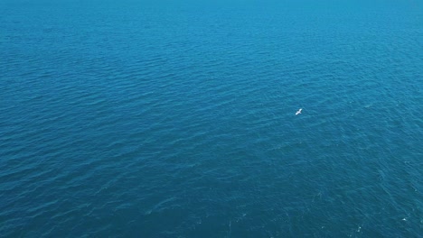 Forward-aerial-shot-of-a-seagull-flying-over-the-aegean-sea,-Greece
