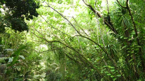 Hermosas-Palmeras-Grandes-Y-Altas-En-La-Isla-Grande-De-Hawai-Se-Elevan-Sobre-Una-Pequeña-Ruta-De-Senderismo-A-Pie-De-Tierra-|-Naturaleza-Al-Aire-Libre-Explorar-Entorno-Verde