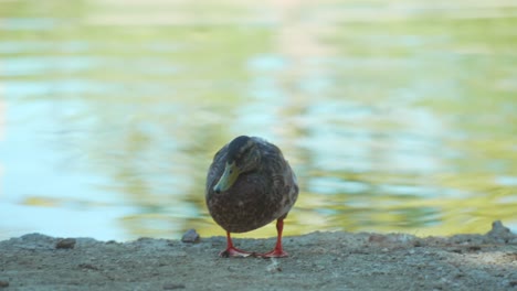 Brown-duck-near-pond-going-from-standing-to-sitting