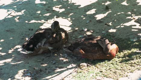 Brown-ducks-sleeping-in-the-shade
