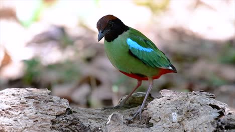 Commonly-found-in-the-Southeast-Asia-and-quite-a-friendly-bird