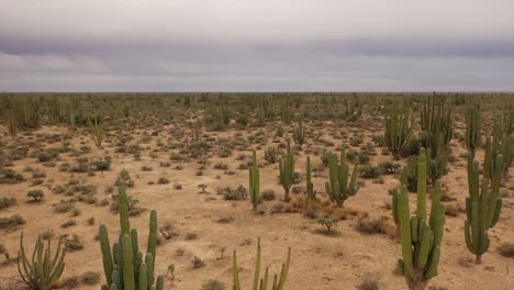Vuelo-Bajo-Sobre-El-Desierto-Con-Cactus