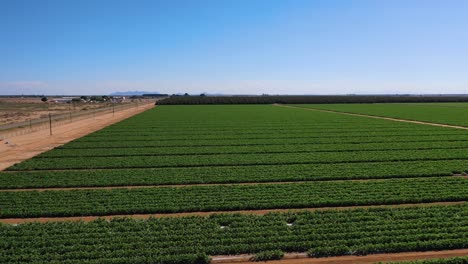 drone-flight-over-lettuce-field-and-pecan-trees