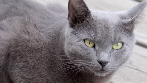 Close-Up-Beautiful-Grey-Cat-Looks-Into-Camera,-Green-Eye