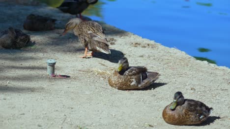 Ducks-sitting-and-cleaning-near-pond