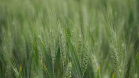 Close-up-shot-of-wheat-plants-swaying-in-the-wind