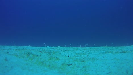 Garden-eels-coming-out-and-going-back-into-sand
