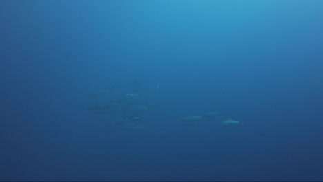 Dolphin-pod-in-distance-in-the-blue