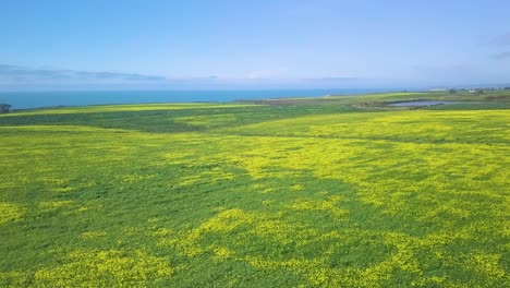 Luftaufnahme,-Schöne-Aussicht-Auf-Gelbe-Blumen-Auf-Dem-Highway-1,-Kalifornische-Küste
