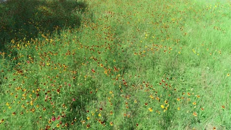 Aerial-flight-over-wildflowers-in-Texas