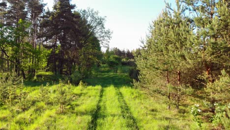 Pov-dolly-shot-of-a-path-in-boreal-forest