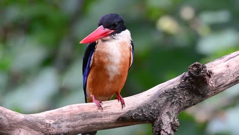 Der-Schwarzkopf-eisvogel-Hat-Einen-Bonbonartigen-Roten-Schnabel-Und-Eine-Schwarze-Kappe,-Die-In-Thailand-Und-Anderen-Asiatischen-Ländern-Zu-Finden-Ist