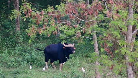 Der-Gaur-Oder-Der-Indische-Bison-Ist-Ein-Riesiges-Tier-Und-Das-Größte-Noch-Lebende-Rind-In-Süd--Und-Südostasien,-Das-Aufgrund-Von-Lebensraumverlust-Und-Jagd-Als-Gefährdet-Eingestuft-Wird