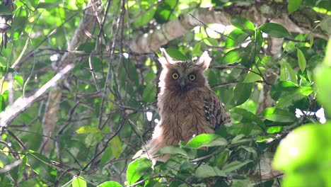 The-Buffy-Fish-Owl-is-a-big-owl-and-yet-the-smallest-among-the-four-Fish-Owls